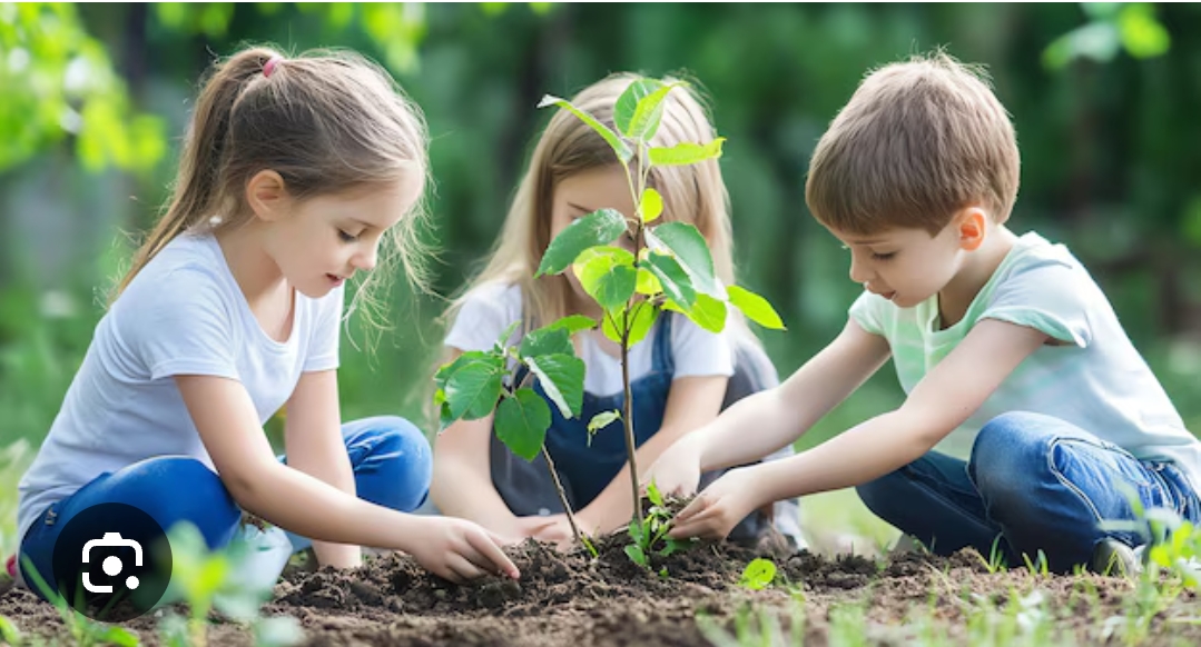 Tree plantation